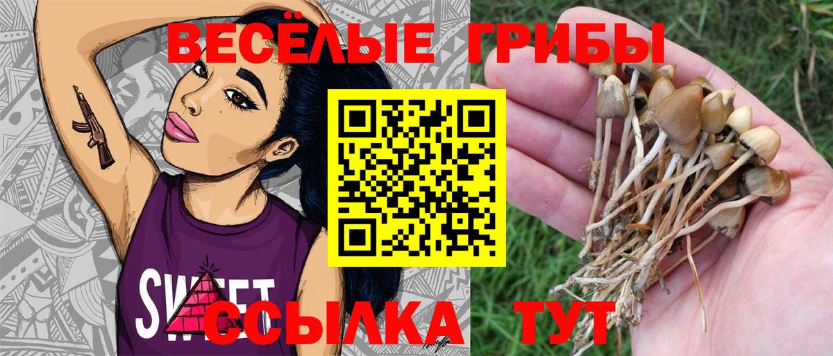 наркошоп  Вход с VPN  Гагарин  Псилоцибиновые грибы прущие грибы  Псилоцибиновые грибы Psilocybine cubensis 
